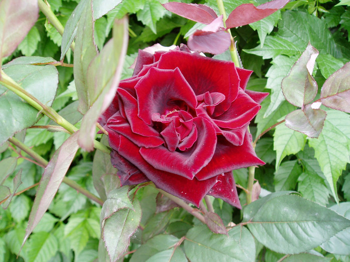 Florile nu arata niciodata la fel... - Mai - Iunie