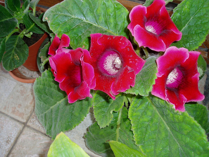 P1010375
