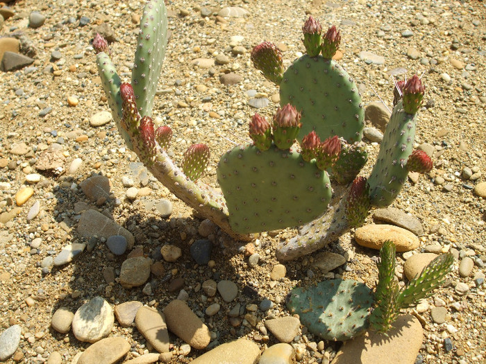 DSCF0390 - Cactusi hardy