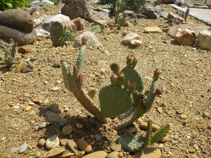 DSCF0391 - Cactusi hardy