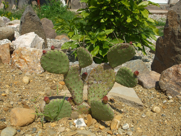 DSCF0395 - Cactusi hardy