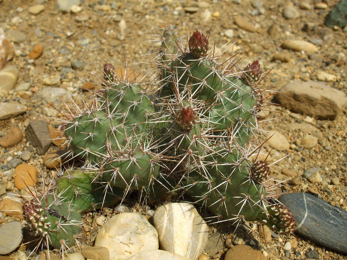 DSCF0396 - Cactusi hardy