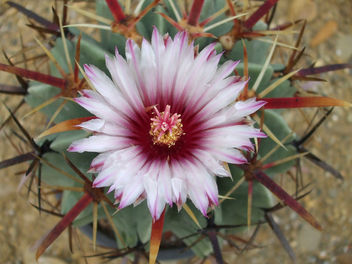 DSCF0078 - CACTUSI SI FLORI