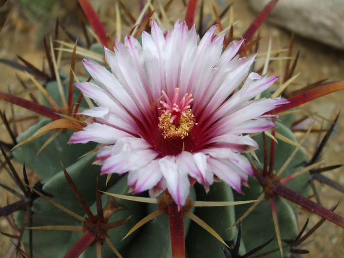 DSCF0080 - CACTUSI SI FLORI