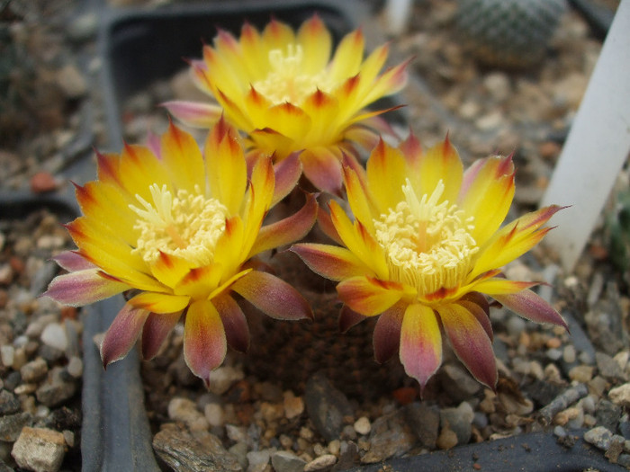 DSCF0084 - CACTUSI SI FLORI