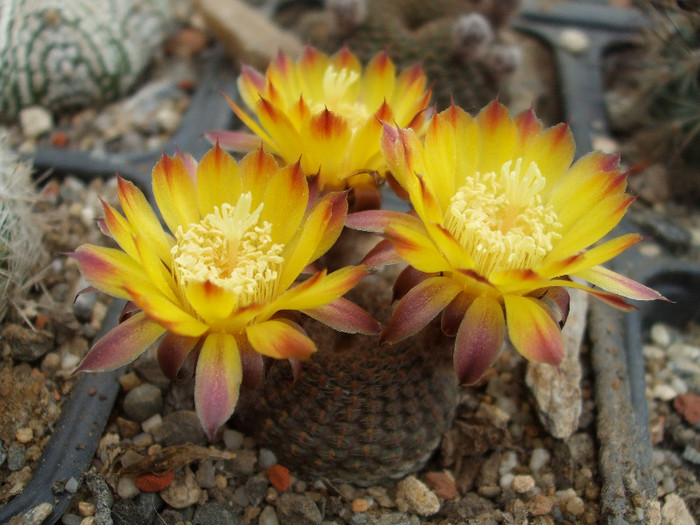DSCF0085 - CACTUSI SI FLORI