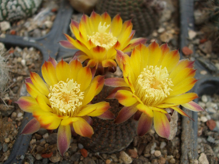 DSCF0086 - CACTUSI SI FLORI