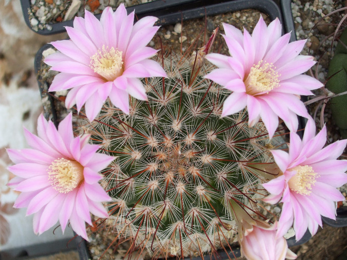 DSCF0088 - CACTUSI SI FLORI