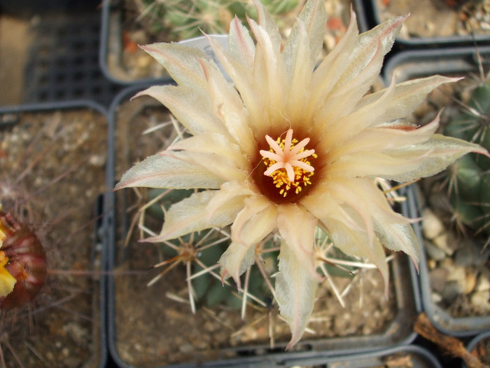 DSCF0090 - CACTUSI SI FLORI
