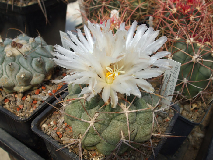 DSCF9785 - CACTUSI SI FLORI
