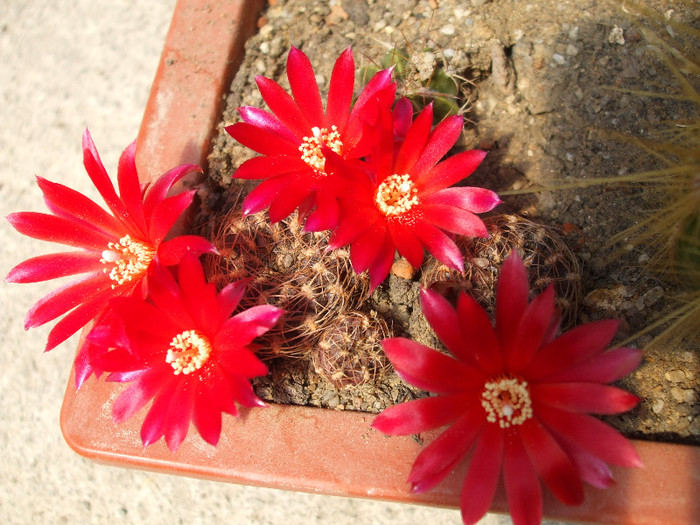 DSCF0098 - CACTUSI SI FLORI