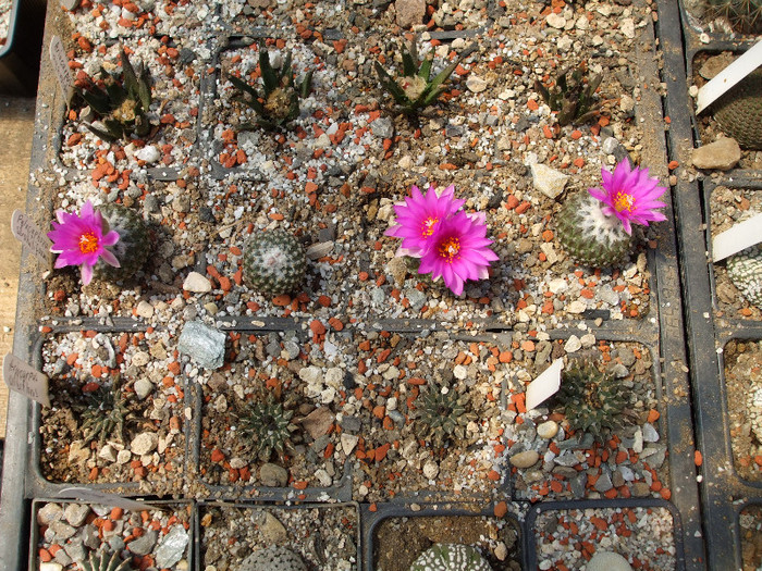 DSCF0103 - CACTUSI SI FLORI
