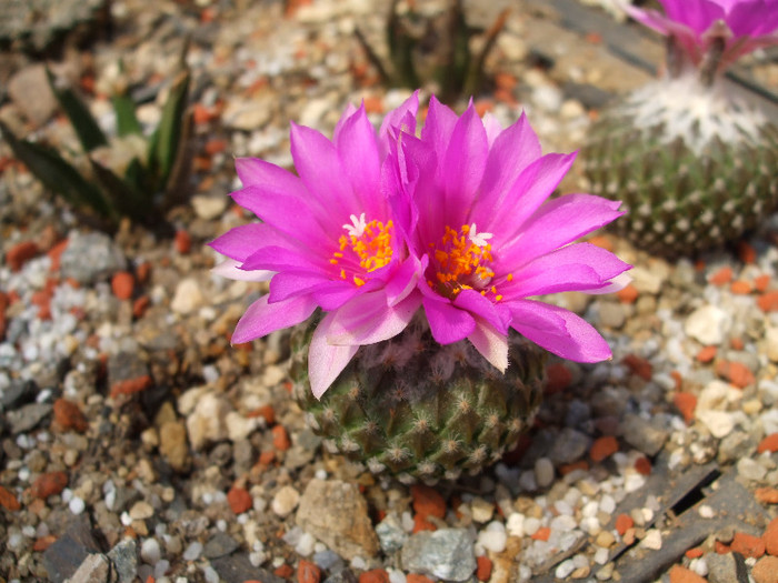 DSCF0104 - CACTUSI SI FLORI
