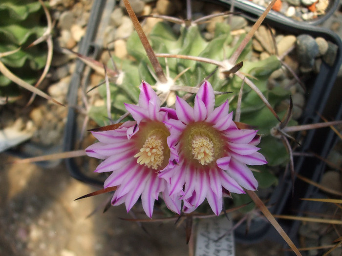 DSCF0106 - CACTUSI SI FLORI