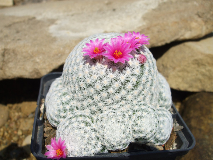 DSCF0108 - CACTUSI SI FLORI