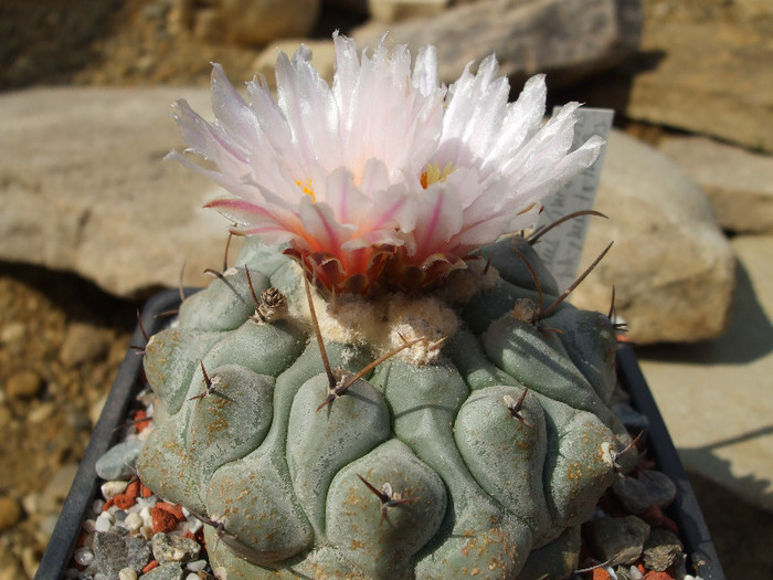 DSCF0120 - CACTUSI SI FLORI