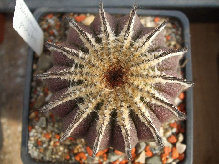 DSCF0344 - CACTUSI SI FLORI