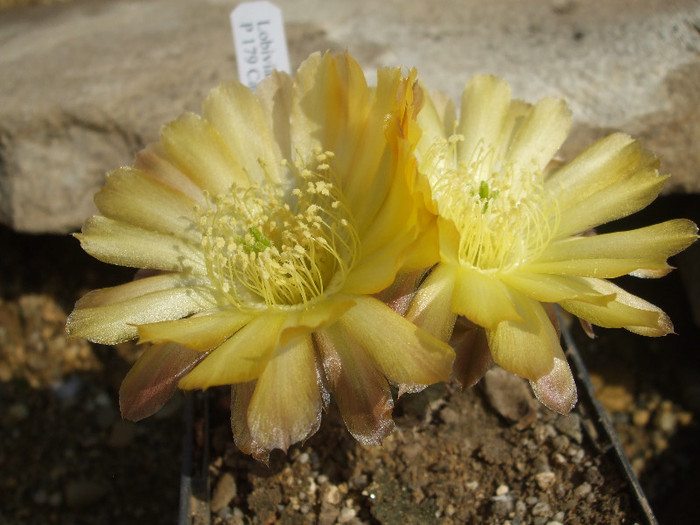DSCF0353 - CACTUSI SI FLORI