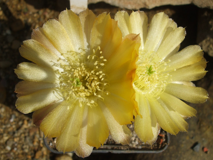 DSCF0354 - CACTUSI SI FLORI