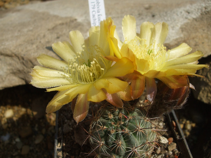 DSCF0356 - CACTUSI SI FLORI