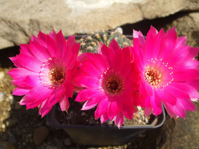 DSCF0363