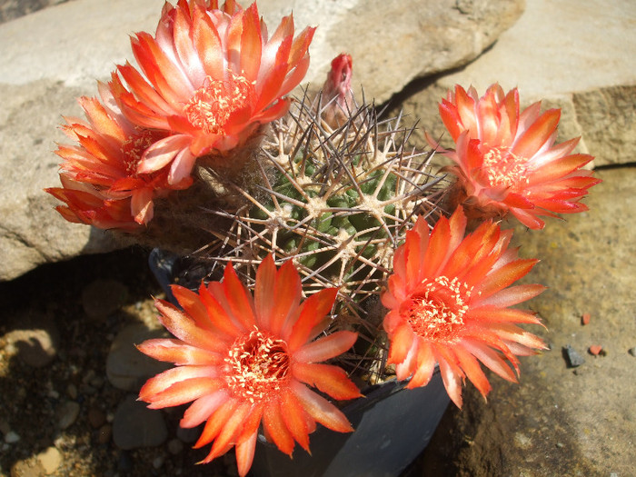 DSCF0373 - CACTUSI SI FLORI