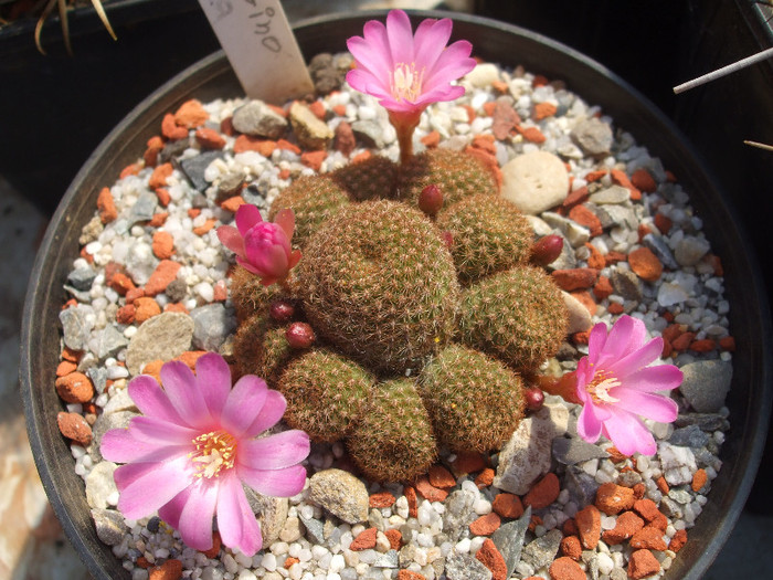 DSCF0377