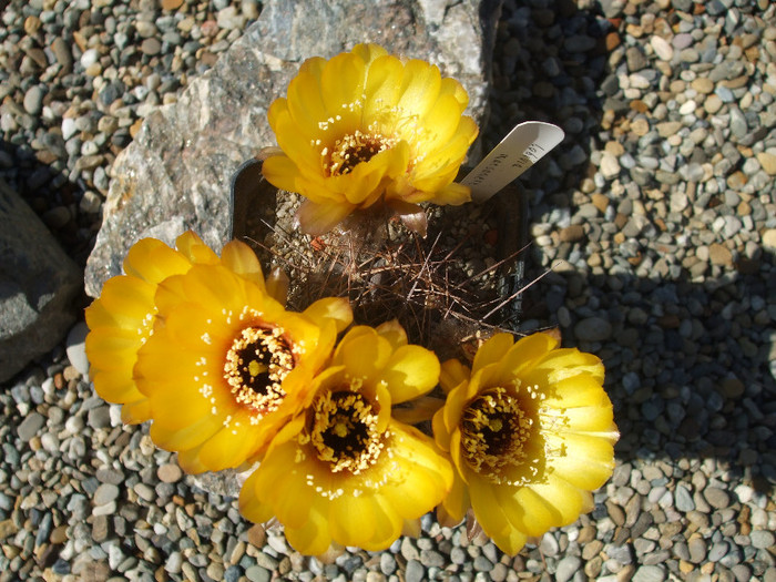 DSCF0444
