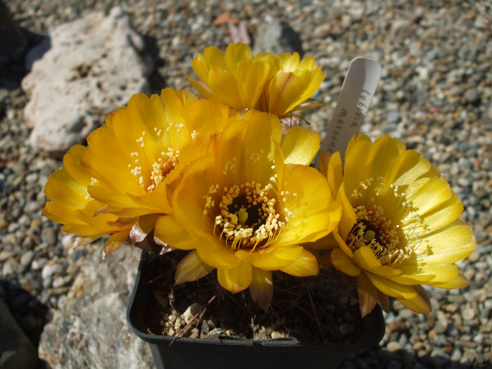 DSCF0449