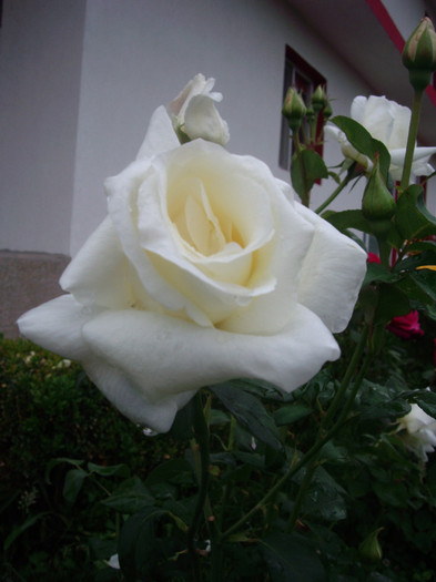 IMGP2580 - trandafiri