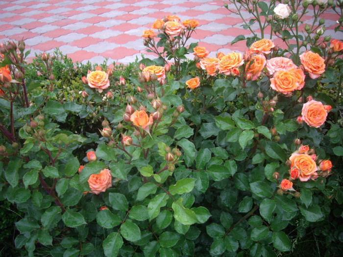 miniatura portocalie - trandafiri