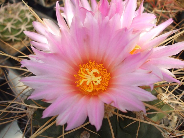 DSCF9911