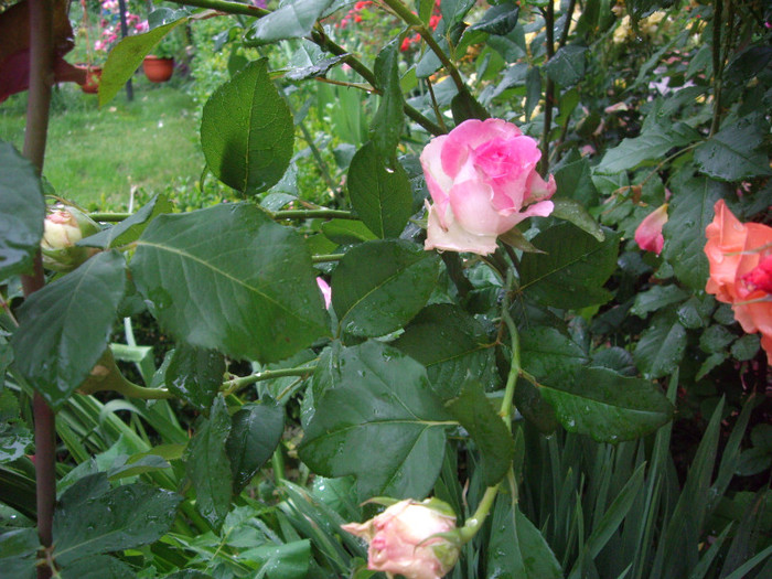 IMGP2610 - trandafiri