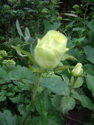 IMGP2622 - trandafiri