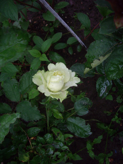 IMGP2624 - trandafiri