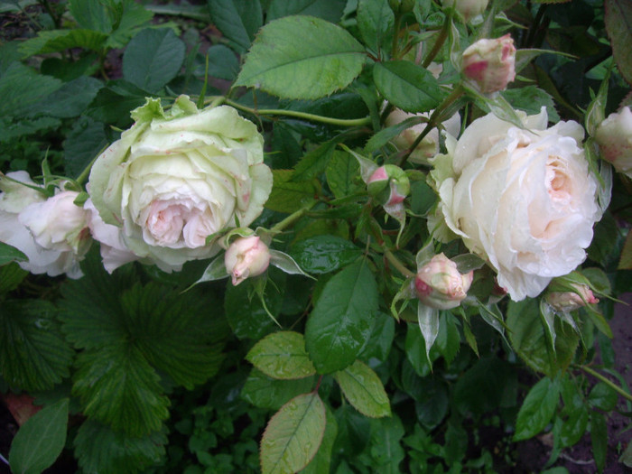 IMGP2630 - trandafiri