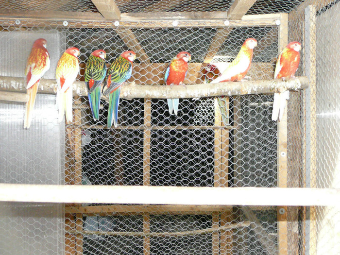  - Pui Papagali Rosella 2012