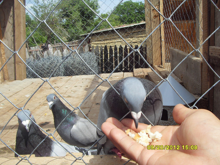 invatati porumbeii blanzi; daca aveti porumbei blanzi va ajuta foarte mult la sosirile din concurs
