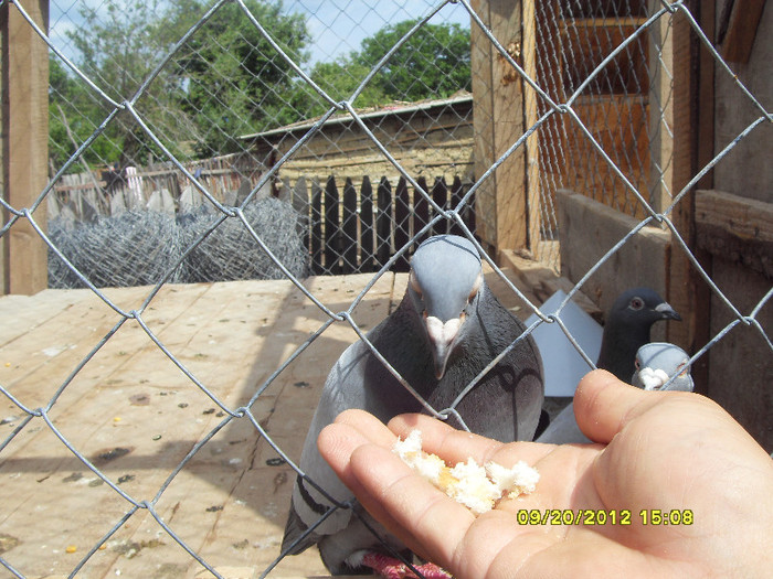 vreau paine ca am puisori