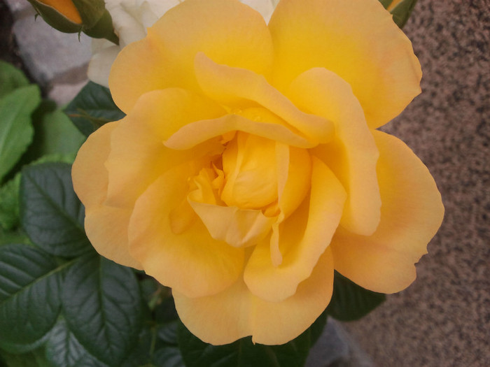 2012-05-24 15.09.58 - Trandafiri 2012