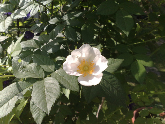 12052012 - Rosa Rugosa Alba