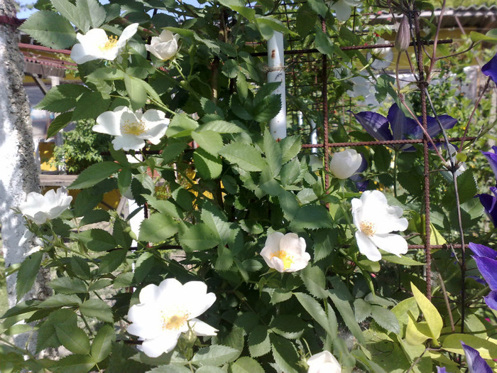 14052012 - Rosa Rugosa Alba