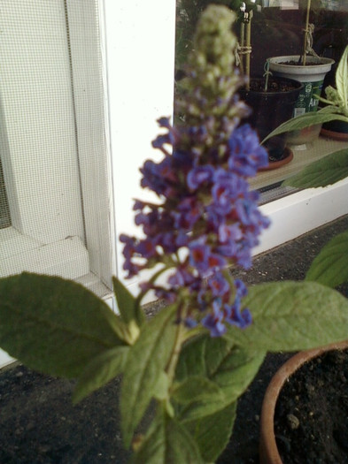 buddleia-"magnet" pt fluturi... - mai 2012