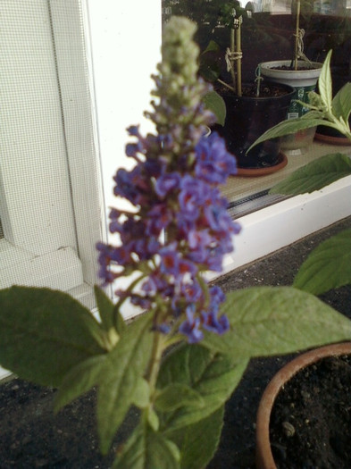 buddleia-"magnet" pt fluturi...