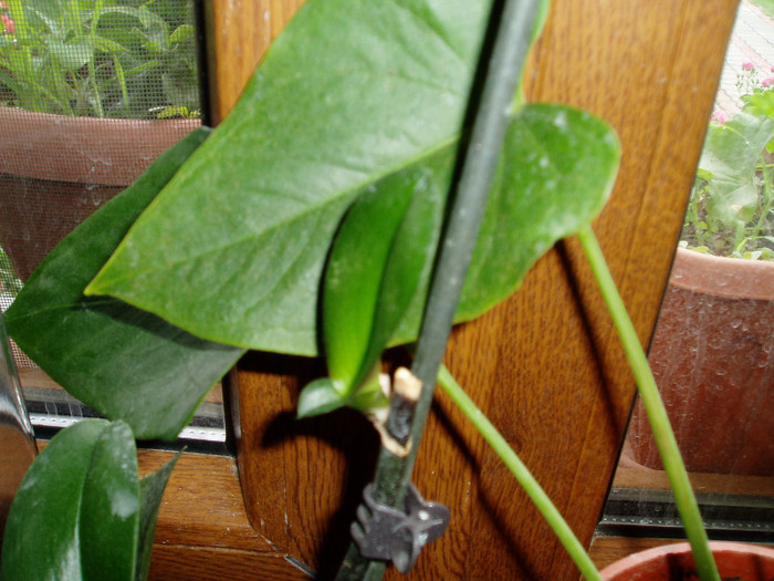 batranica-25 MAi - Orhidee fara radacini
