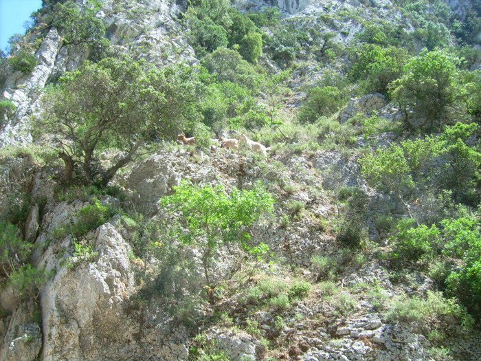 Kefalon2012 229 - 2012-Insula Kefalonia