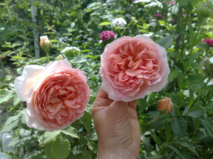 16052012 - Abraham Darby