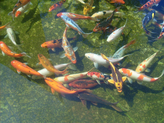 Kefalon2012 263 - 2012-Insula Kefalonia