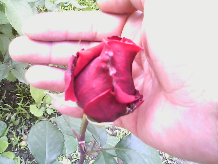 Picture 028 - TRANDAFIRI 2012