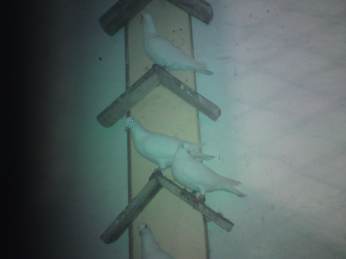 voiajori albi stivuitzi